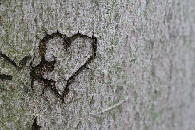 Opdag mysteriet bag hjertetræets helbredende egenskaber