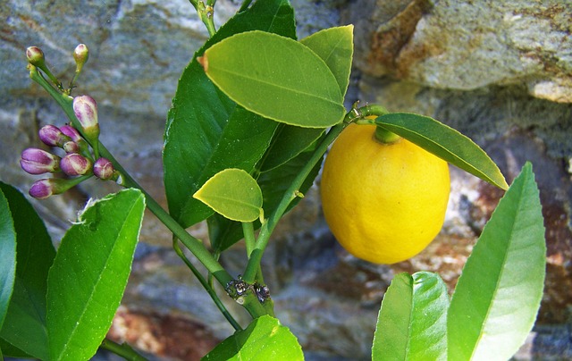 Citrontræets hemmeligheder afsløret: Sådan får du saftige citroner året rundt
