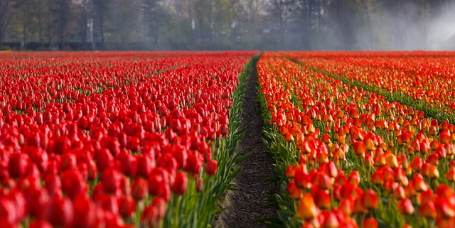 Sådan får du succes med at plante og dyrke tulipanløg